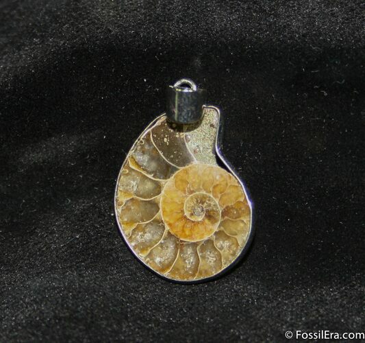 Ammonite Pendant #674
